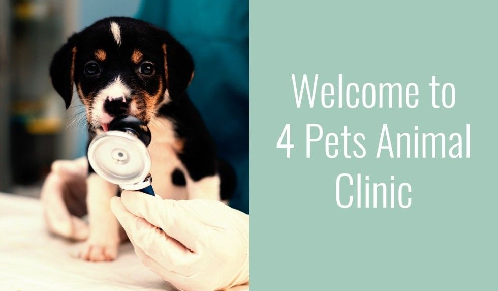welcome-to-4-pets-animal-clinic